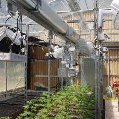 GREENHOUSE CANAPA LIGHT 2